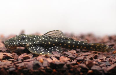 Black Flyer Plecostomus L-235 :: 58031