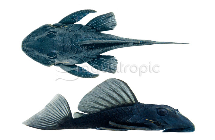Blue Panaque Plecostomus L-239 :: 58032