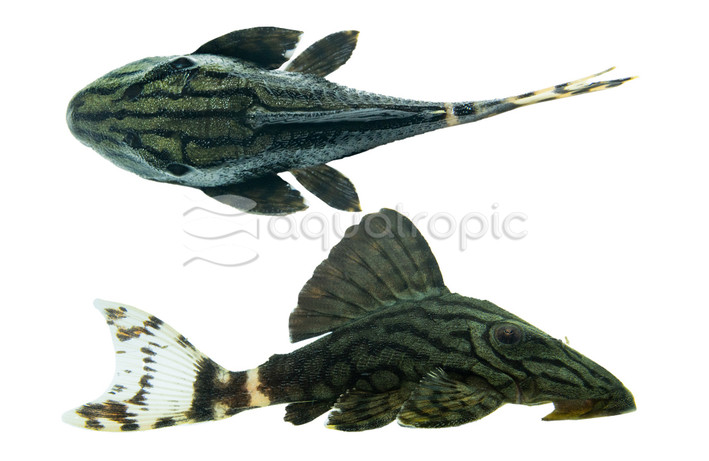 Royal Plecostomus L-191 :: 58039