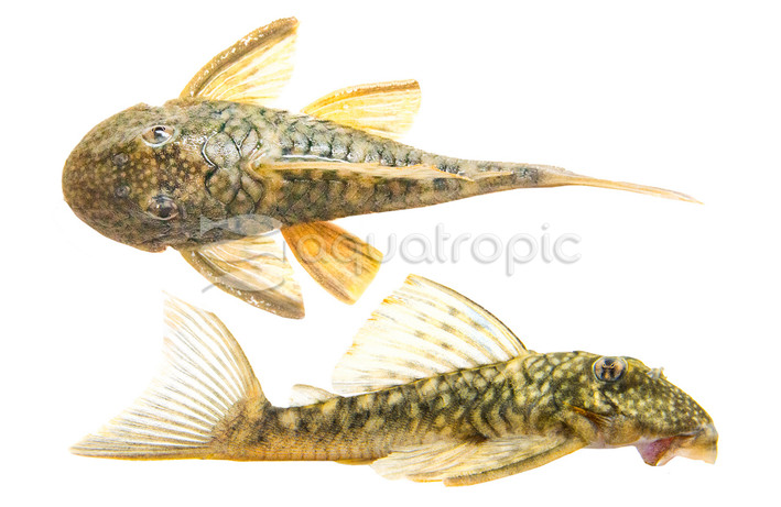 Orange Seam Plecostomus L-106 :: 58043