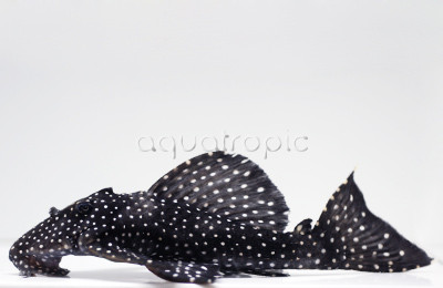 Vampire Plecostomus L-240A :: 58054