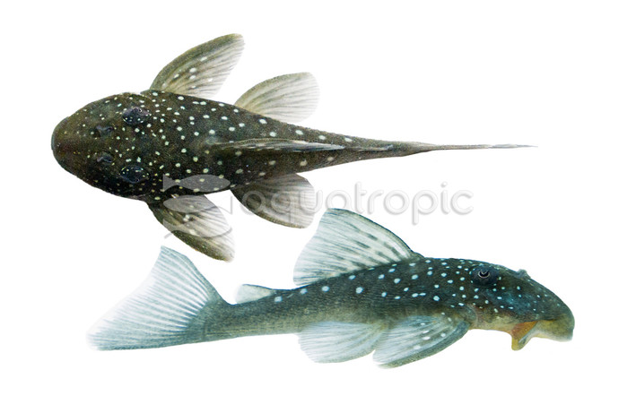 Blue Phantom Plecostomus L-128 :: 58055