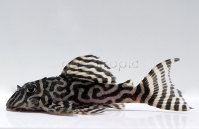 Gold Belo Monte Tiger Plecostomus L333 :: 58060