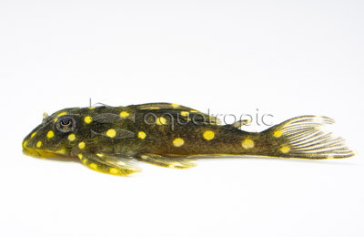 Angel/Snowball Orinoco Plecostomus L-201 :: 58076