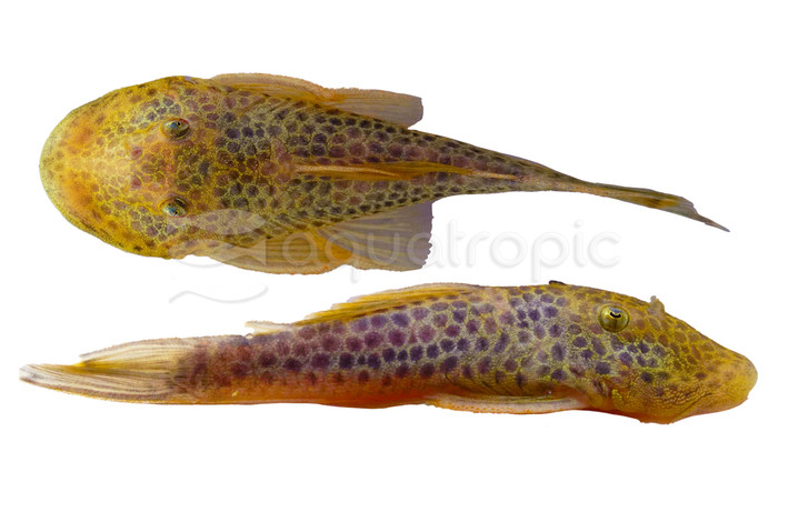 Sovichthys Rubbernose Plecostomus :: 58097