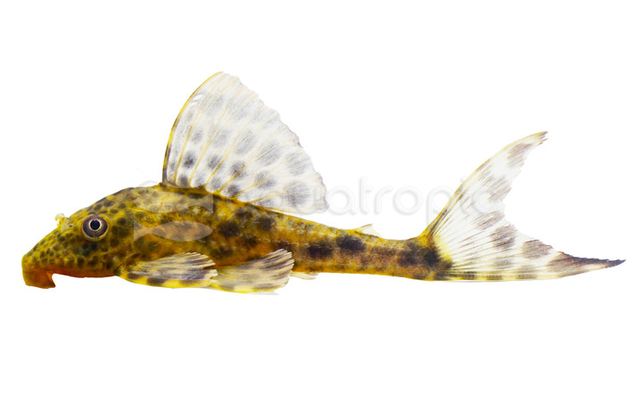 Yellow Peruvian Plecostomus :: 58099