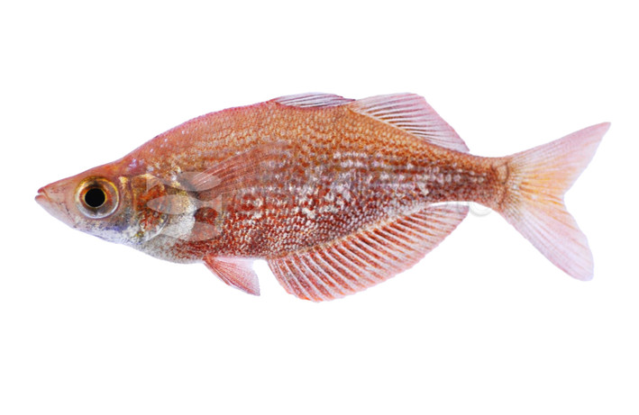 Red Irian Rainbowfish :: 61001
