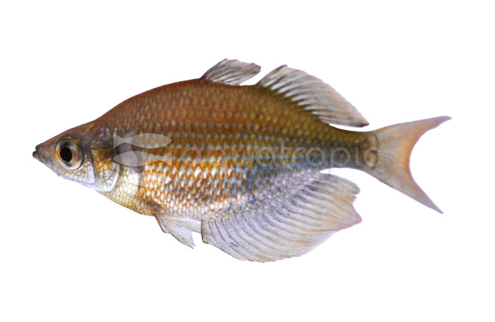 Emerald Wanamensis Rainbowfish :: 61004