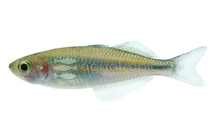 Turquoise Rainbowfish :: 61005