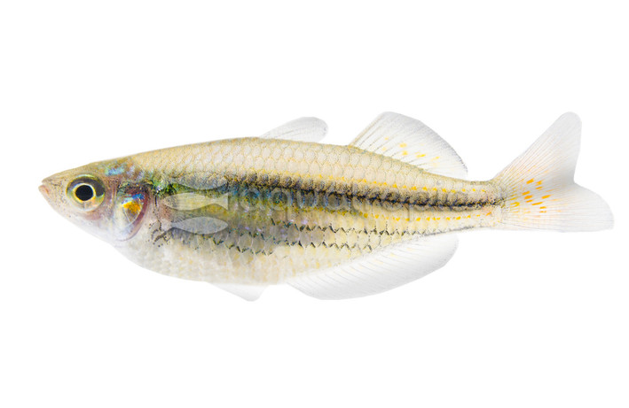 Australian Rainbowfish :: 61007