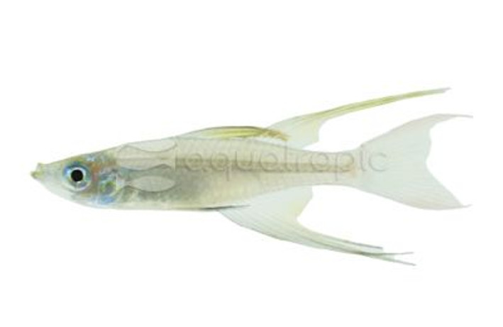 Featherfin :: 61011