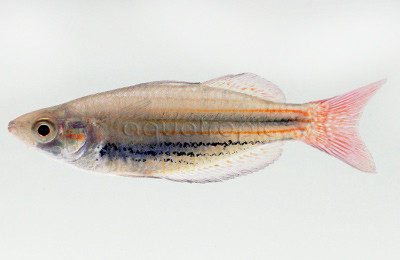 Western Red Line Rainbowfish :: 61016