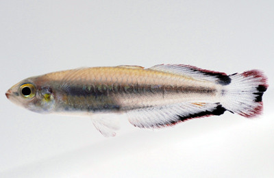 Madagascar Rainbowfish :: 61017