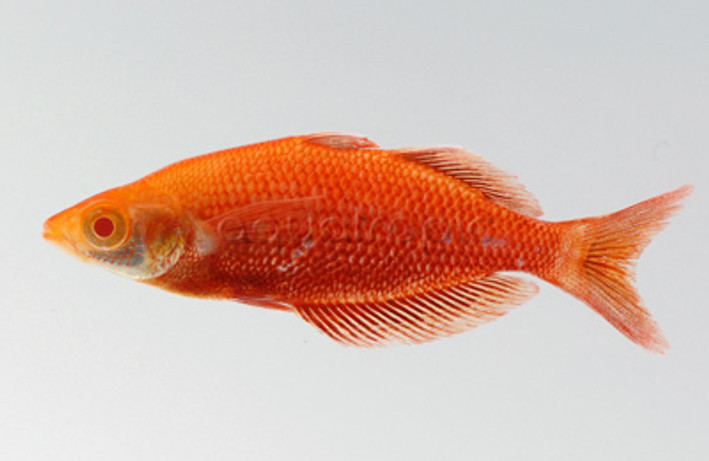 Millennium Albino Orange :: 61020