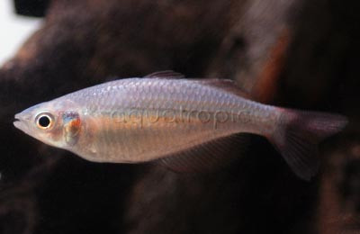 Kambolgie Creek Rainbowfish :: 61028