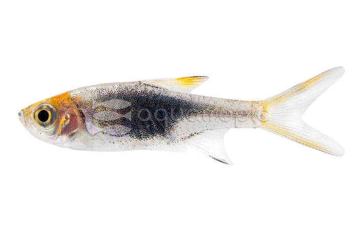 Black Harlequin Rasbora :: 62002