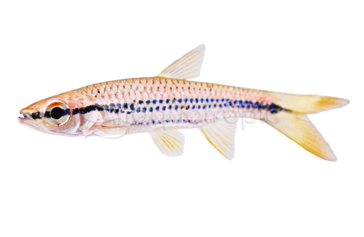 Porthole Rasbora :: 62010
