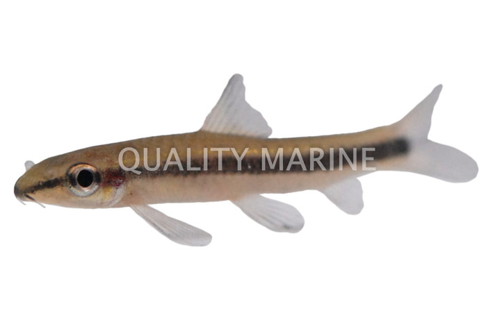 Flying Fox Algae Eater :: 65009