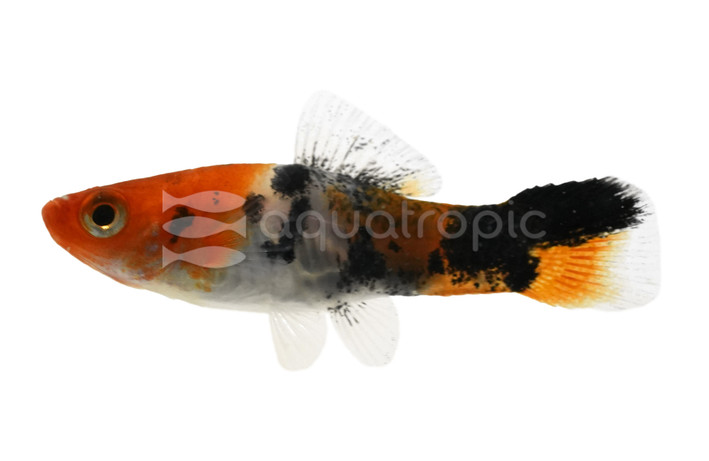 Koi Tricolor Swordtail :: 69001