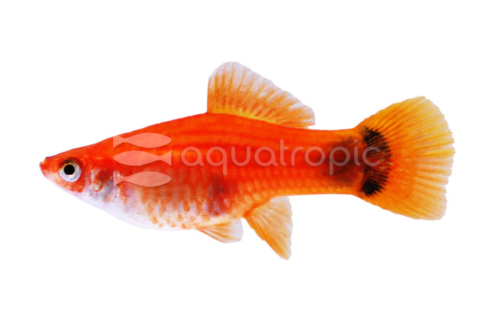 Red Mickey Mouse Swordtail :: 69002