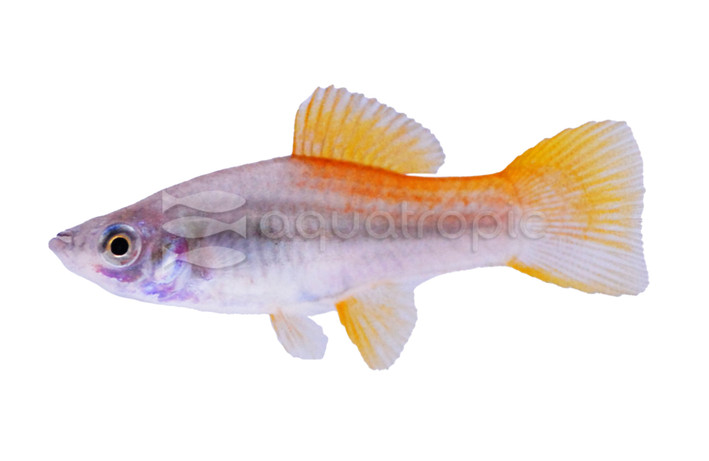 Neon Swordtail :: 69005