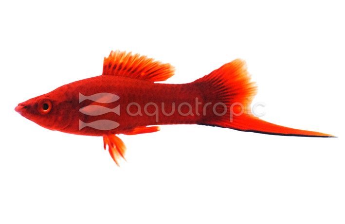 Red Velvet Swordtail :: 69010