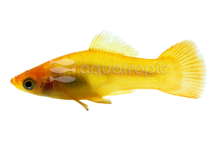 Solar Flare Twinbar Swordtail :: 69016