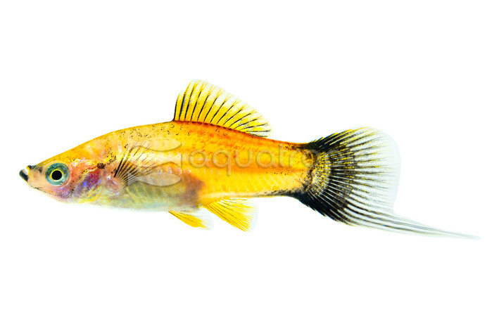 Pineapple Wag Swordtail :: 69020