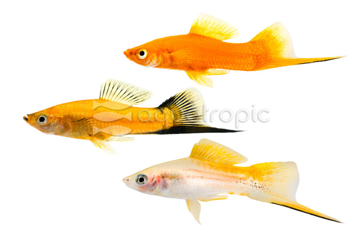 Assorted Swordtail :: 69300