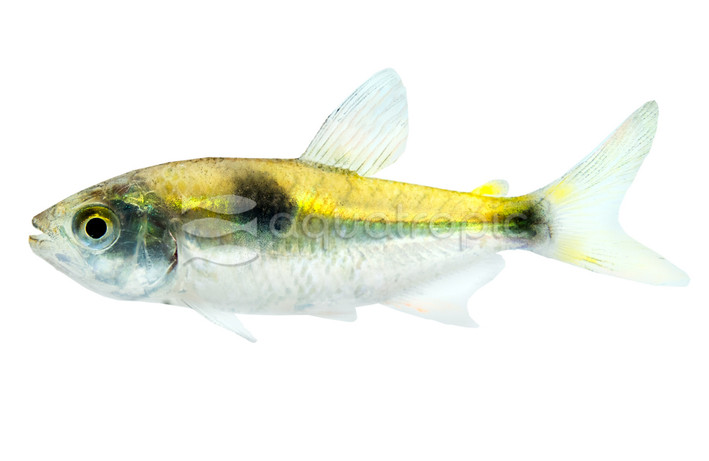Bucktooth Tetra :: 71014