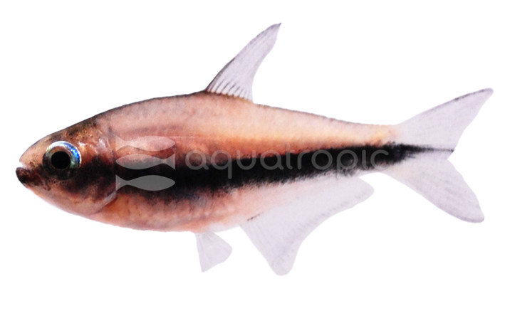 Emperor Palmeri Tetra :: 71017