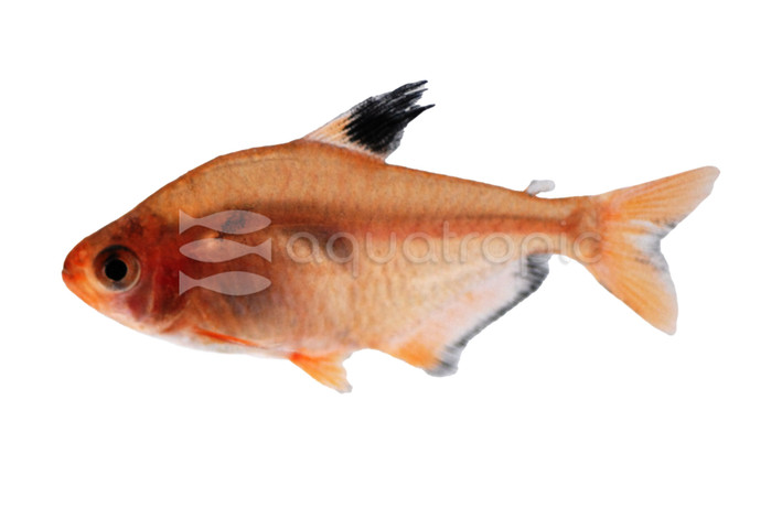Serpae Tetra :: 71029