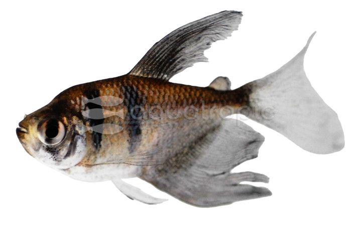 Black Skirt Hifin Tetra :: 71033