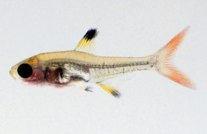 X-Ray Red Belly Tetra :: 71036