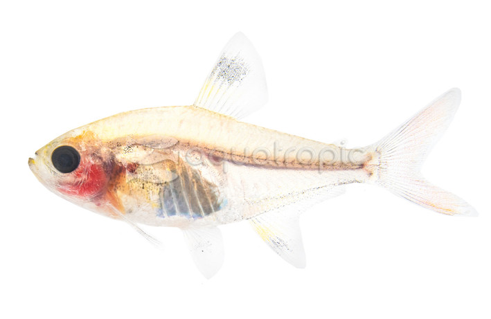 X-Ray Red Belly Tetra :: 71036