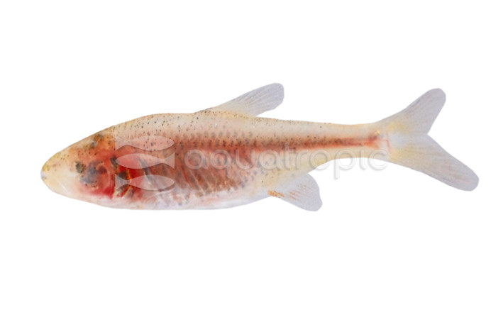 Blind Cave Tetra :: 71039