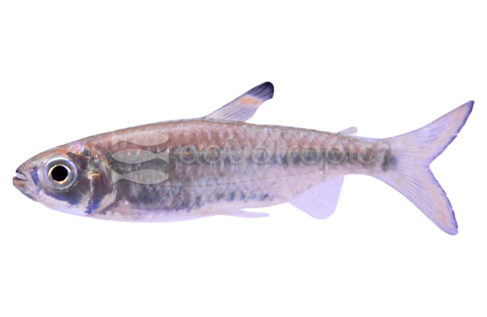 True Red Congo Tetra :: 71048