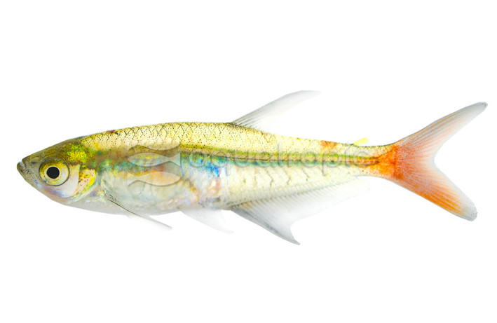 Bloodfin Glass Tetra :: 71054