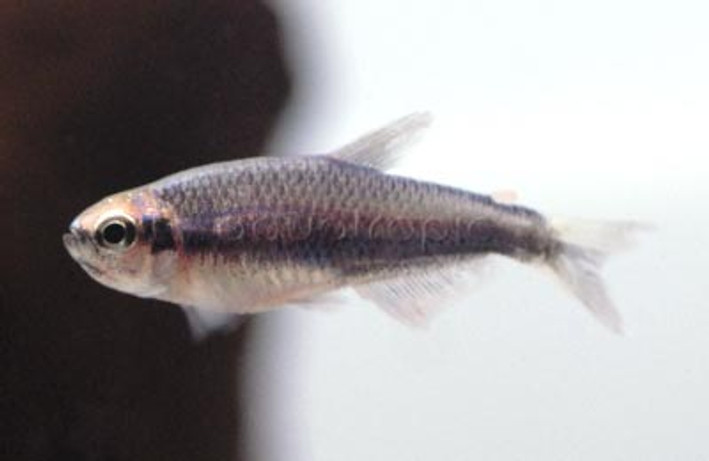 Emperor Super Blue Kerri Tetra :: 71058