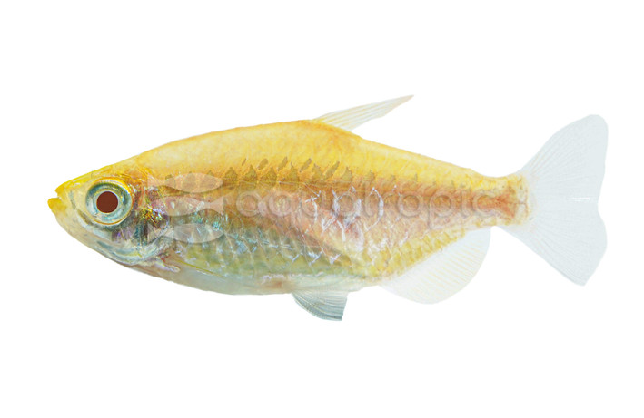 Albino Congo Tetra :: 71064
