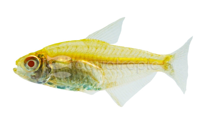 Albino Lemon Tetra :: 71070