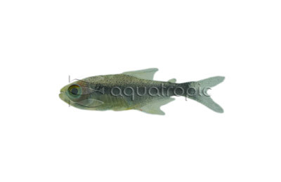 Black Diamond Neon Tetra :: 71087