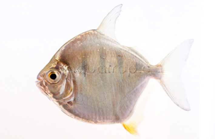 Tiger Silver Dollar  :: 71102