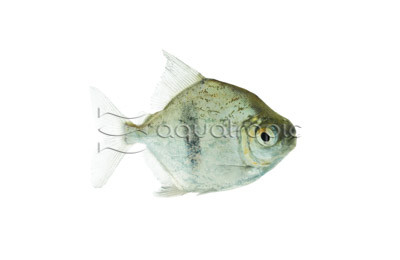 Blue Hook Silver Dollar  :: 71107