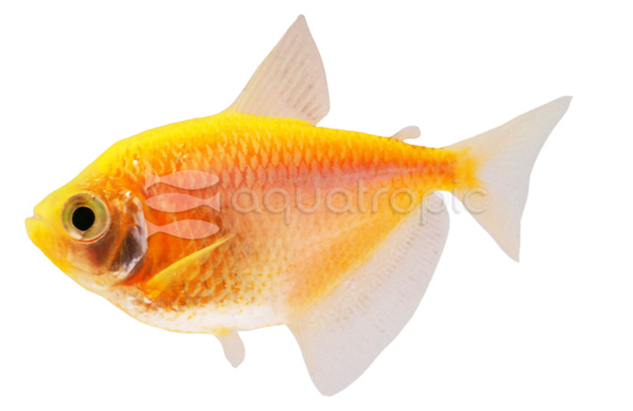 Glo Sunburst Orange Tetra :: 71502