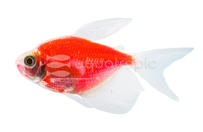 Glo Moonrise Pink Longfin Tetra :: 72501