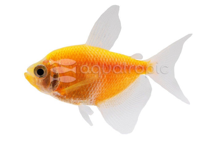 Glo Sunburst Orange Longfin Tetra :: 72502