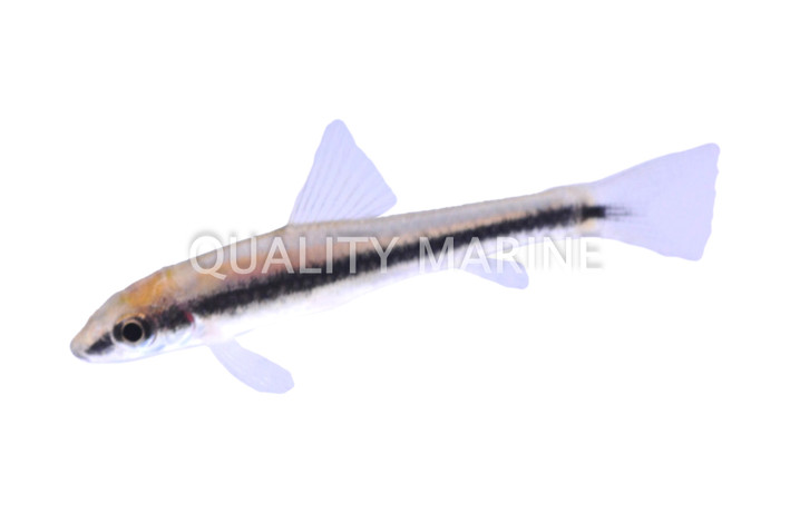 Flying Fox Siamese Algae Eater :: 00200