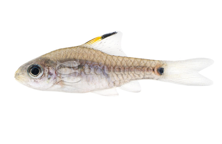 Drapefin Barb :: 08031
