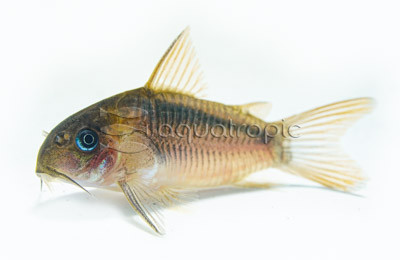 Black Band Zygatus :: 17060